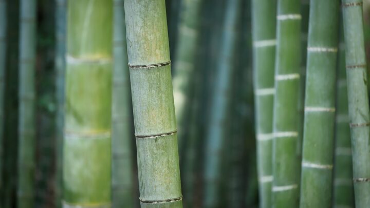 Natur in Hülle und Fülle: Natürliche Produkte, die wir auch im Ferienhaus nutzen können